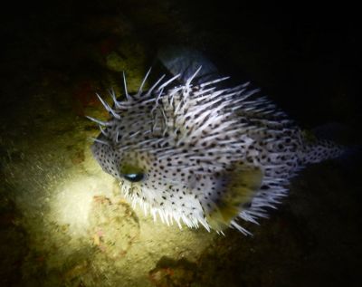 20161206044431-1_1800_0