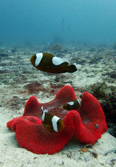 20161208183315-1_1800_0