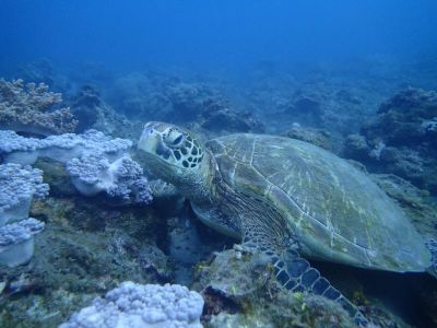 20161226112758-1_1800_0