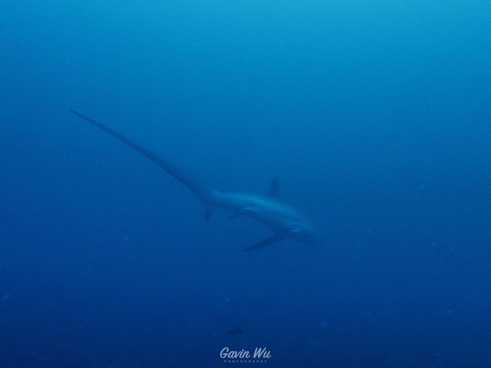 此生必去的長尾鯊潛旅：菲律賓媽媽島