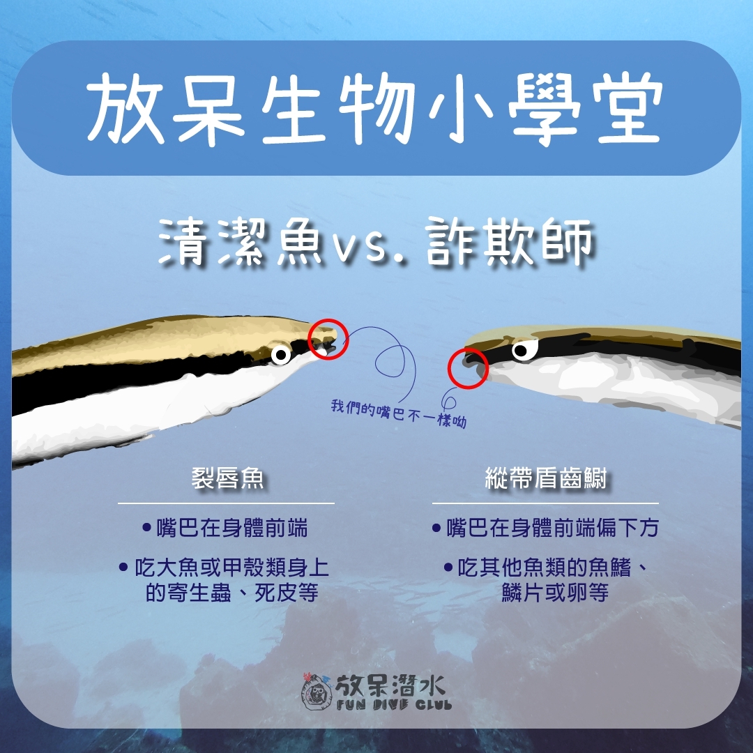 放呆生物小學堂《清潔魚vs. 詐欺師﻿》